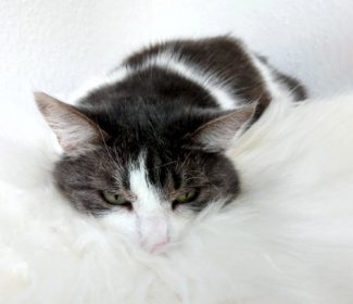 Katze-Sassi