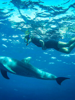 Erlebnisseminar-am-Meer-Schwimmen-mit-Delphin Delphin, Delfin schwimmen