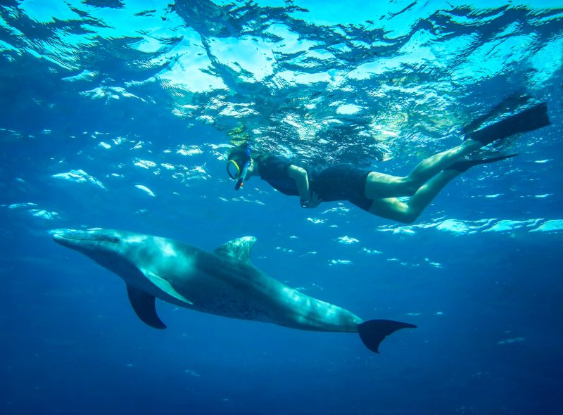 Erlebnisseminar-am-Meer-Schwimmen-mit-Delphin