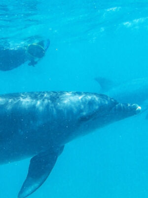 Schwimmen-mit-Delphin_2 Delphin, Delfin schwimmen