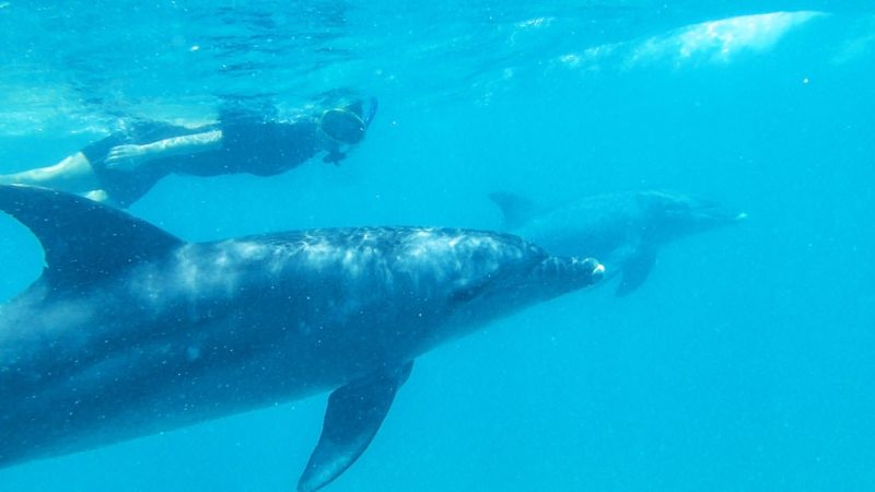Schwimmen-mit-Delphin