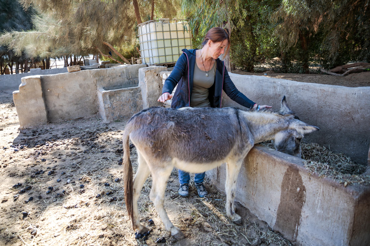 Feedback Seminar Aegypten Tierarzt Dr Wontorra Catherine mit Esel