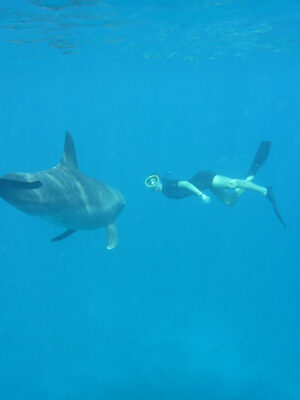 P1030867 Delphin-Retreat, Delfin schwimmen
