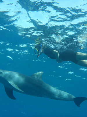 P1030881 Delphin-Retreat, Delfin schwimmen