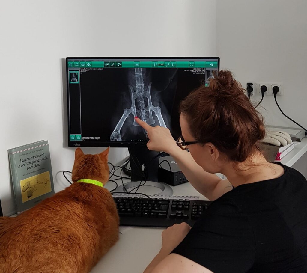 Tierarzt Röntgen